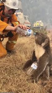 Beach themed furniture australia fires and koala. Heartbreaking Image Shows A Firefighter And A Koala Helplessly Watching A Raging Bushfire Daily Mail Online