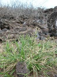 Image result for Eleusine