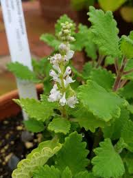 Image result for Tetradenia