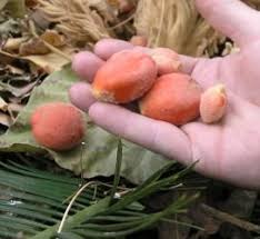 Fertile And Unfertile Seeds Plants Sago Palm Sago Palm