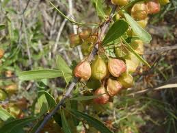 Image result for Gymnosporia tenuispina