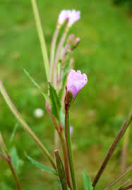 Image result for Epilobium salignum