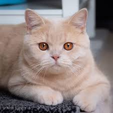10 rare cat coat colors. Cat Coat What S The Color Of Your Cat The Little Carnivore