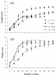 Image result for Tacazzea