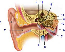 the normal ear