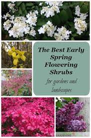 Maybe you would like to learn more about one of these? The Best Early Spring Flowering Shrubs For The Garden