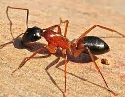 Bendy joints in the legs allow the insect to move. Are Insects Animals Quora