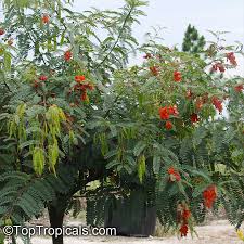 Image result for Sesbania brevipedunculata