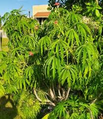 Image result for Jatropha multifida