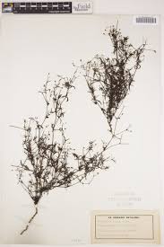 Image result for Oldenlandia herbacea