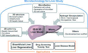 Those toxins can be naturally present in the waste generated by our organism, like ammonia, or in the. 3d Liver Models On A Microplatform Well Defined Culture Engineering Of Liver Tissue And Liver On A Chip Lab On A Chip Rsc Publishing
