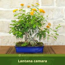Maybe you would like to learn more about one of these? Gambar Bonsai Bunga Lantana