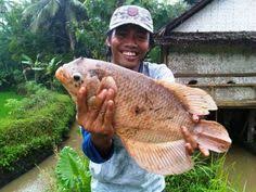 Yang dimana kolam terpal banyak memiliki keunggulan dibandingkan jenis kolam lain yang banyak digunakan pembudidaya ikan. 11 Kolam Terpal Ideas Backyard Aquaponics Aquaponics Aquaponic Gardening