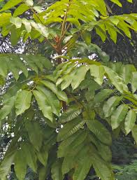 Image result for Canarium