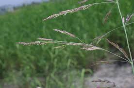 Image result for Andropogon festuciformis