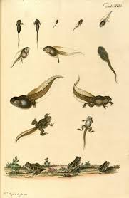 Pin By My Animals Blog On Gggkgj2018 Frog Art Scientific Illustration Science Illustration