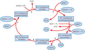 chemistry for biologists respiration