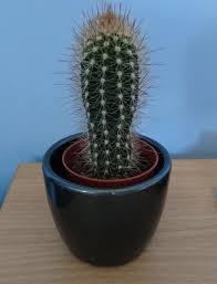 Cactus & succulent care indoors: I Bought A Cactus Have No Idea How To Take Care Of It Succulents
