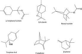 Image result for Rytigynia umbellulata