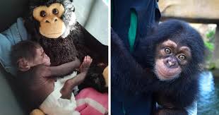 Baby Chimp Cuddles With A Plush Monkey After Being Rejected By His Mother Finds A New Family Bored Panda