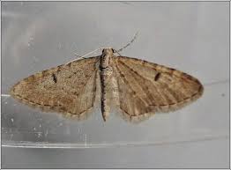 Image result for Eupithecia indigata