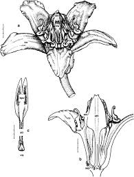 Image result for Raphionacme monteiroae