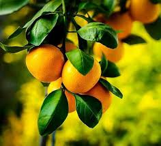 Image result for Citrus reticulata