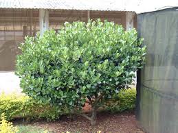 Image result for Clusiaceae