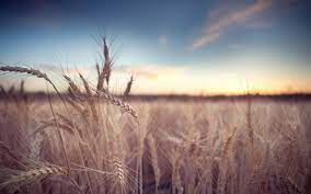 Pin By Yuliya Krylova On Plano De Fundos Field Wallpaper Hd Wallpaper Color Of Life