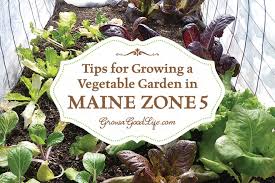 We are conservative in our ratings and often with care and attention to siting, many of our plants can be grown in a colder zone. Vegetable Gardening Tips For Maine Zone 5