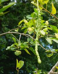 Image result for Hilsenbergia petiolaris