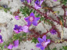 Image result for Lysimachia monelli