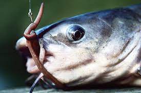 12 Great Catfish Baits Game Fish
