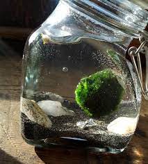 Marimo Moss Ball Water Terrarium Diy 5 Orange Potatoes Marimo Moss Ball Terrarium Marimo Moss Ball Marimo Moss