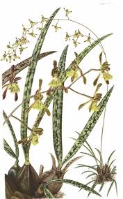 Image result for Oeceoclades decaryana