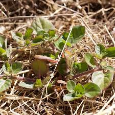 Image result for Alternanthera caracasana