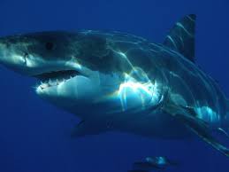 We did not find results for: Great White Sharks Wallpapers Fur Android Apk Herunterladen
