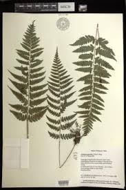 Image result for Athyrium lewalleanum