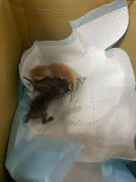 引擎傳來微弱「喵～」開蓋見「三色驚喜」 網鬆口氣：差點燙死| ETtoday寵物雲| ETtoday新聞雲