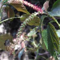 Image result for Acalypha bipartita