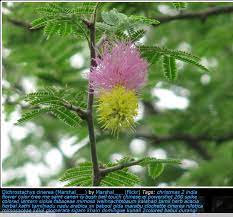 Ancient Tree Research Project Giant Cedars Of Lebanon Part 2 Rosette Delacroix Ancient Tree Colorful Flowers Ancient