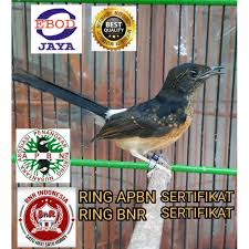 Apr 05, 2014 · video murai batu di atas memang bukan milik saya. Murai Batu Bahorok Ring Apbn Ring Bnr Sertifikat Resmi Body Besar Trahan Ekor Panjang Shopee Indonesia