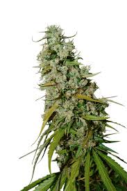 Six new cases of the virus were confirmed in ni on wednesday, bringing the total number to 68. Kees Old School Haze Regular Seeds Von Super Sativa Seed Club Seedsman Hanfsamen