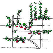 A different number of horticultural techniques are used that will help control growth, remove dead or diseased branches and assist in the production of fruit. Pruning Summer And Winter Woodbridge Fruit Trees