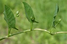 Image result for Convolvulus arvensis