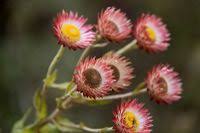 Image result for Helichrysum ellipticifolium