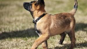 La Punition Quand Et Comment Punir Son Chien