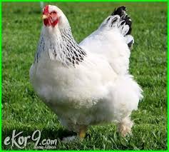 10 Jenis Ayam Petelur Terbaik Paling Unggul Di Dunia Dan Gambarnya Dunia Fauna Hewan Binatang Tumbuhan Hewan Binatang Gambar