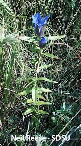 Image result for Gentianaceae