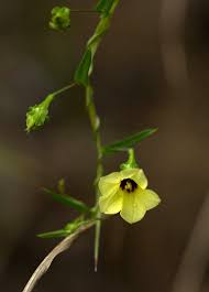 Image result for Xenostegia